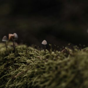 Earth